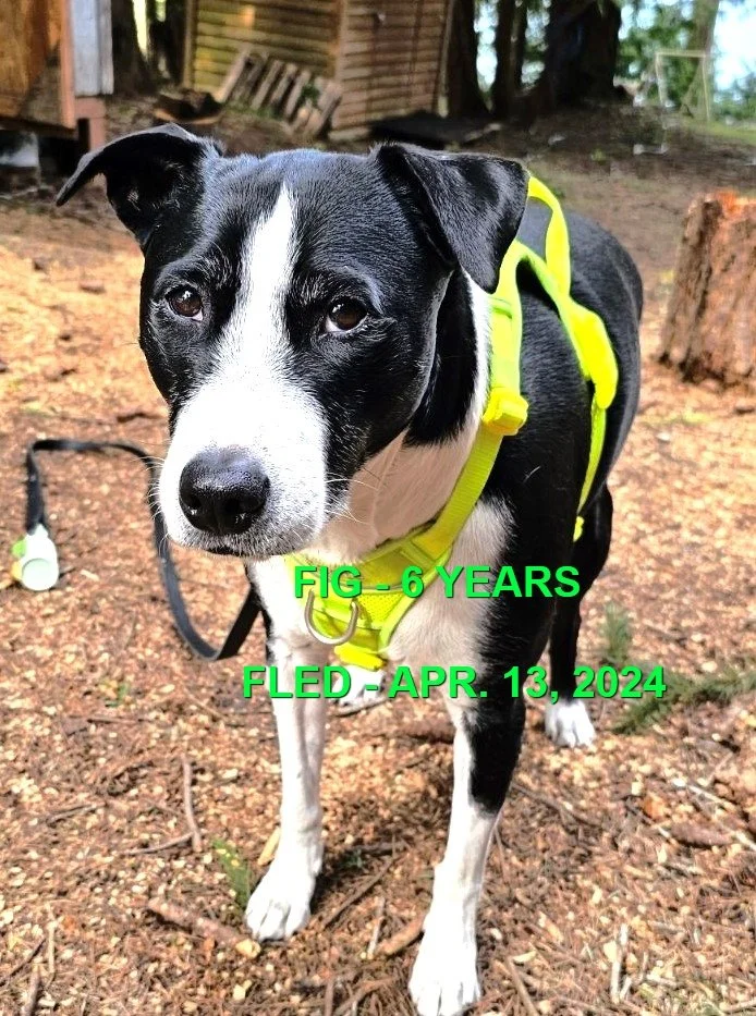 HAPPY ENDINGS - CUMBERLAND BC. / FIG / APR. 13, 2024