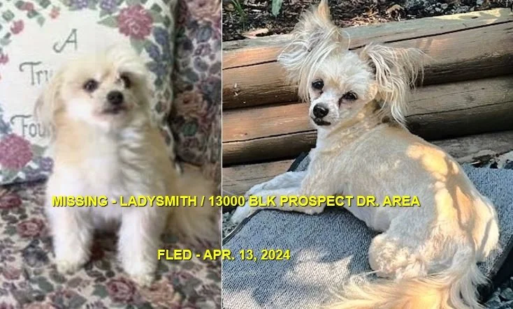 HAPPY ENDINGS - LADYSMITH BC. / PEBBLES / APR. 13, 2024