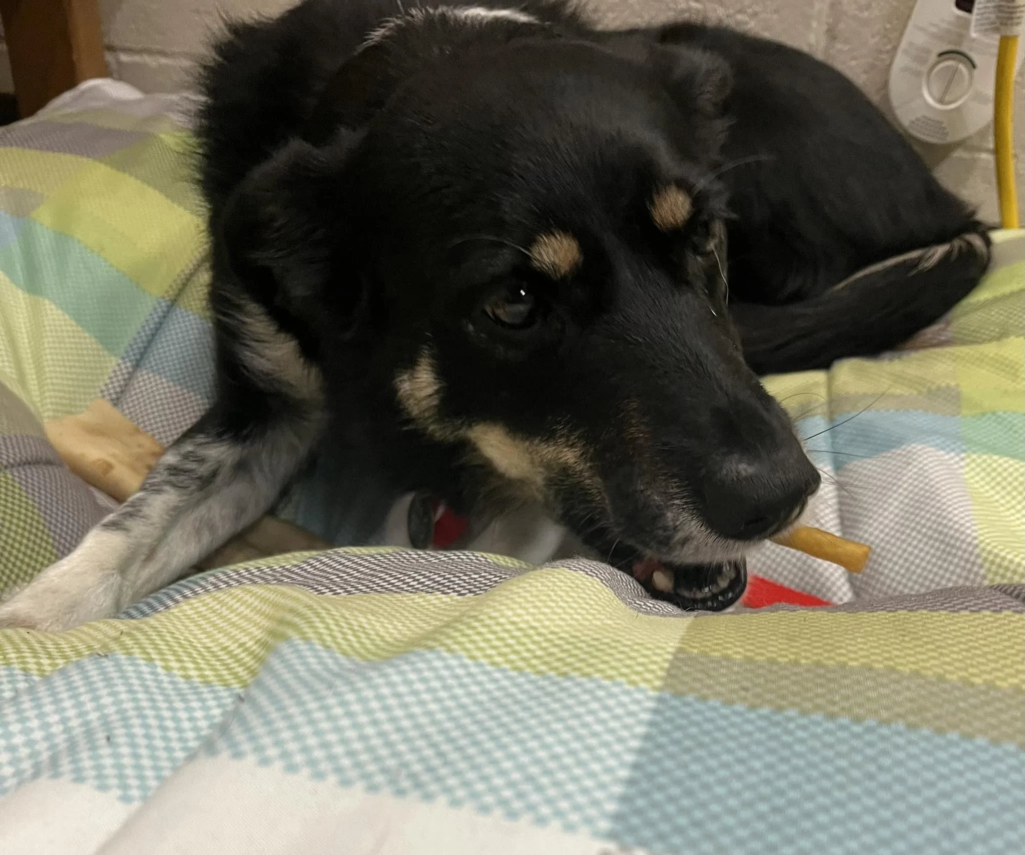 GONE TO SHELTER / HAPPY ENDINGS - NANAIMO BC. / VADA / APR. 12, 2024