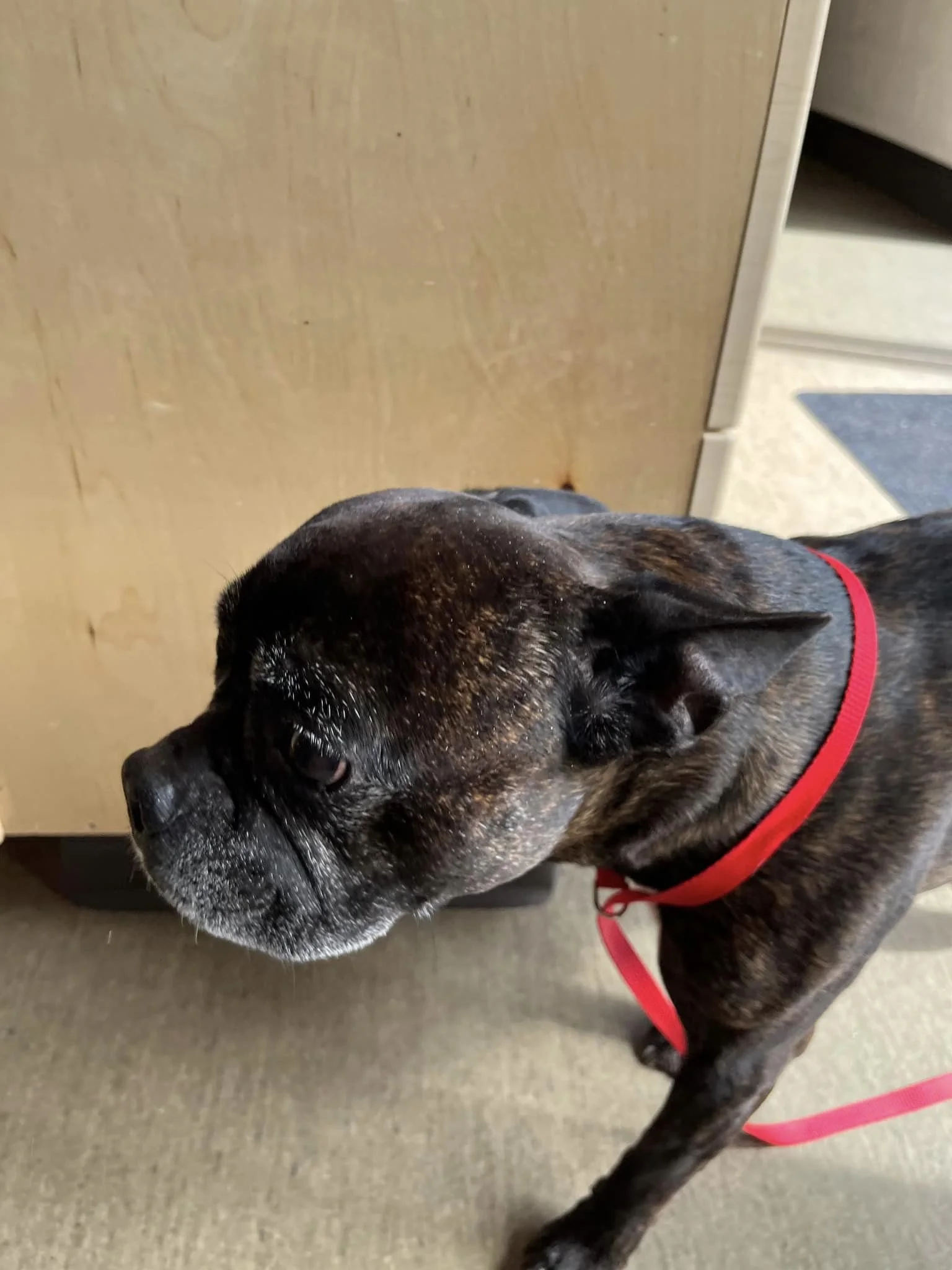 GONE TO SHELTER / HAPPY ENDINGS - NANAIMO BC. / TUXON / APR. 12, 2024