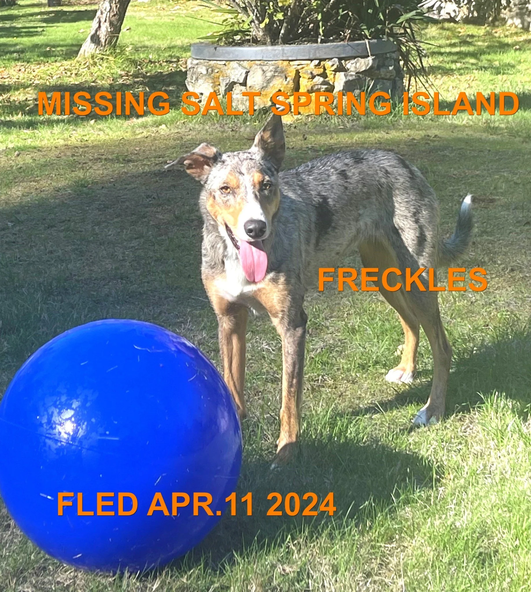 HAPPY ENDINGS - SALT SPRING ISLAND BC. / FRECKLES / APR. 11, 2024