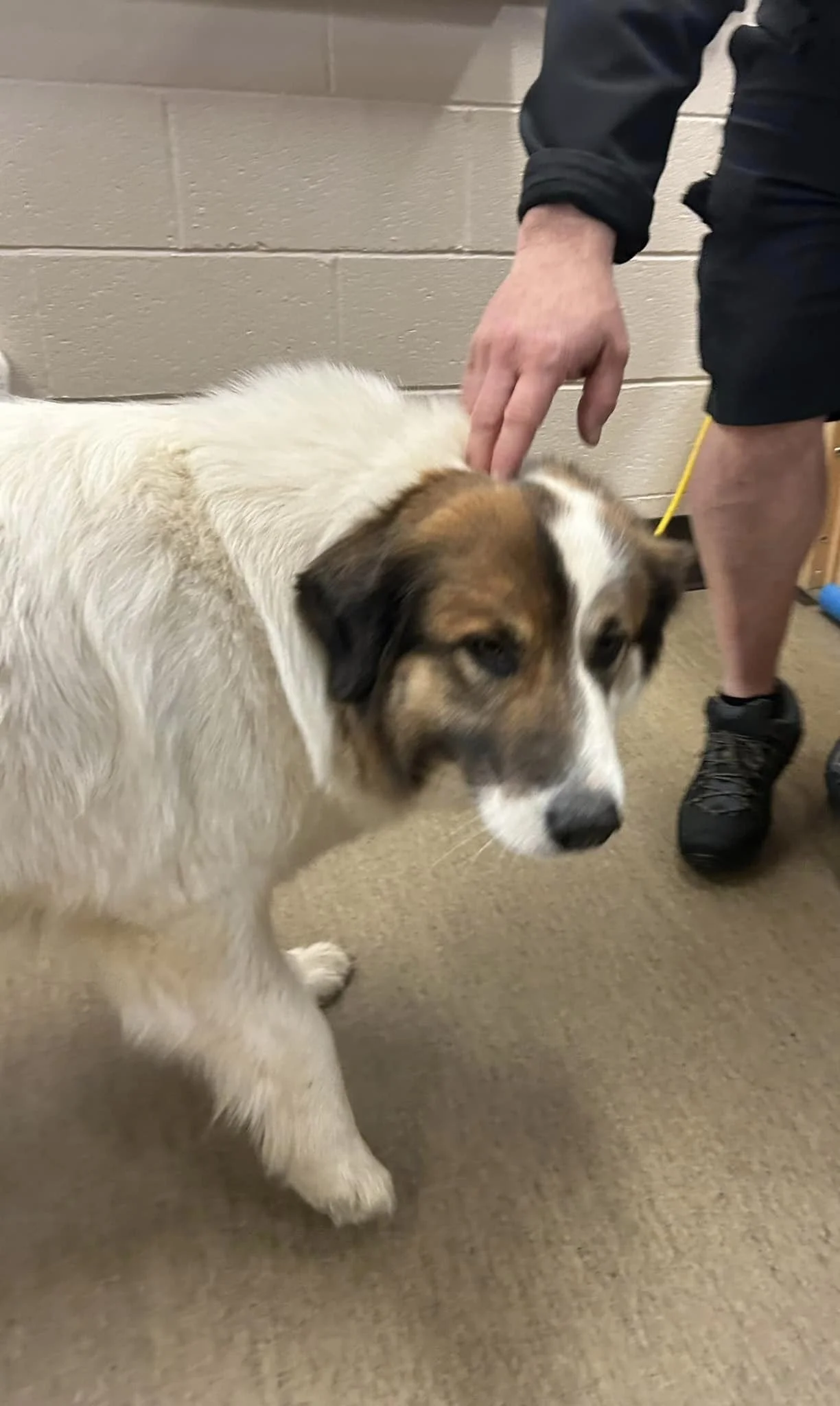 GONE TO SHELTER / HAPPY ENDINGS - NANAIMO BC. / APR. 11, 2024
