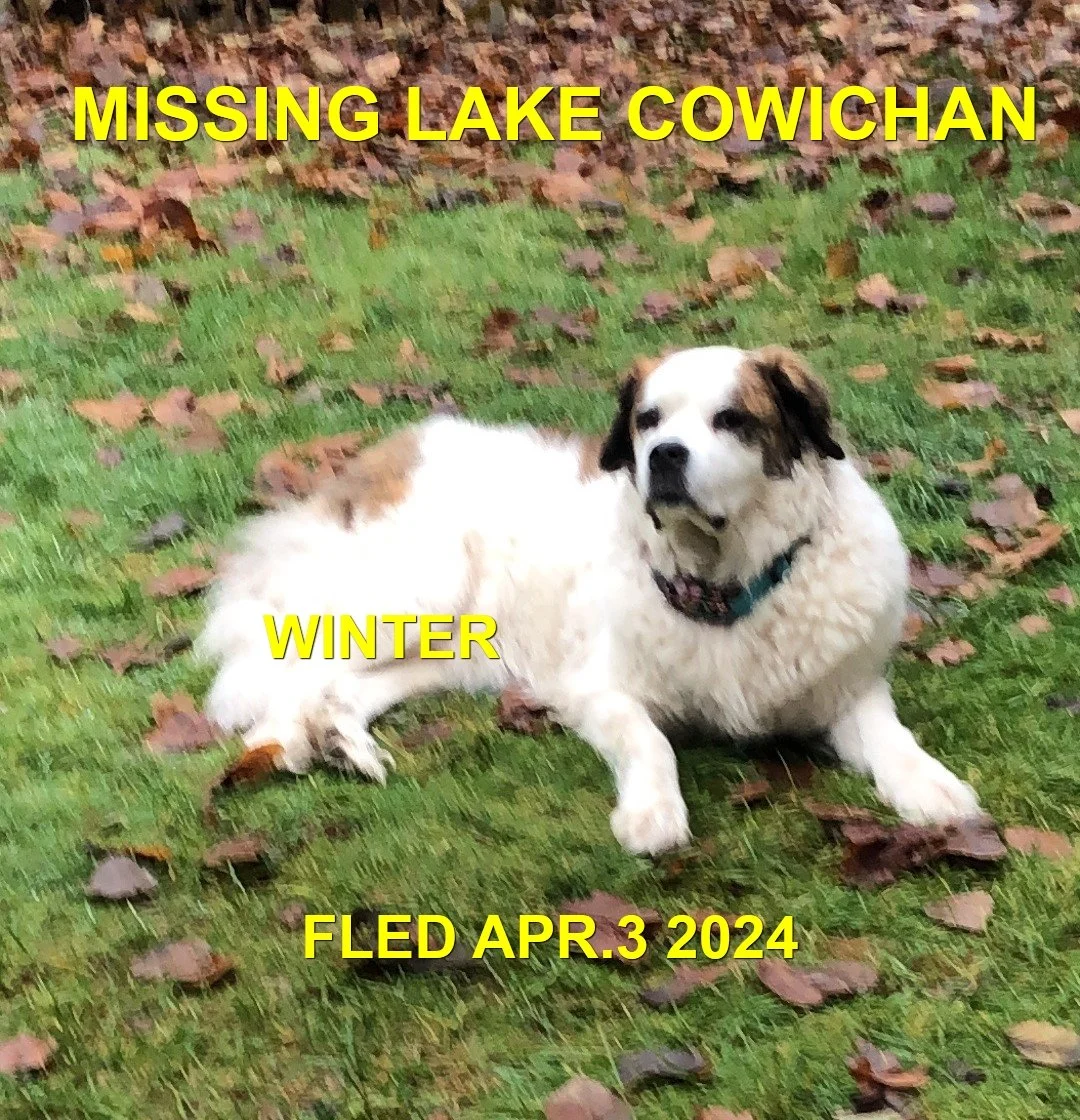 CAME HOME ON HER OWN - LAKE COWICHAN BC. / WINTER / APR. 2, 2024