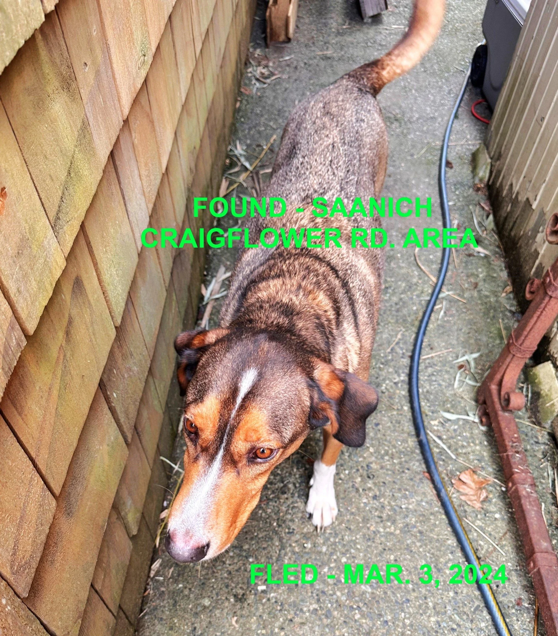 GONE TO SHELTER / HAPPY ENDINGS -SAANICH BC. / MAR. 3, 2024