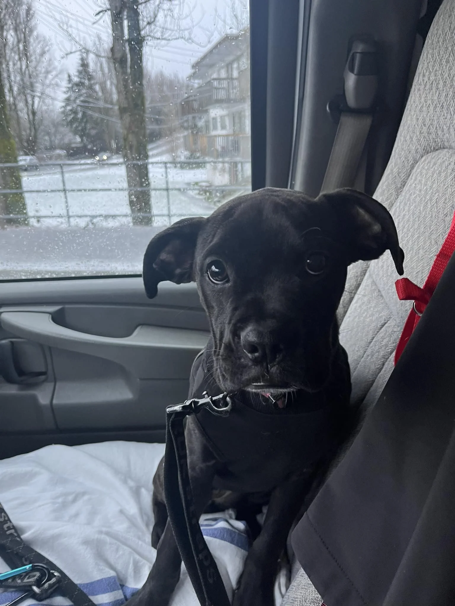 GONE TO SHELTER / HAPPY ENDINGS - NANAIMO BC. / MAR. 2, 2024