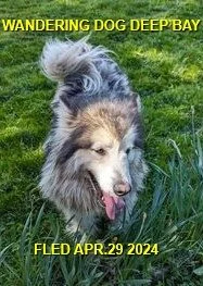 HAPPY ENDINGS - BOWSER / DEEP BAY BC. / CEDAR / APRIL 29, 2024