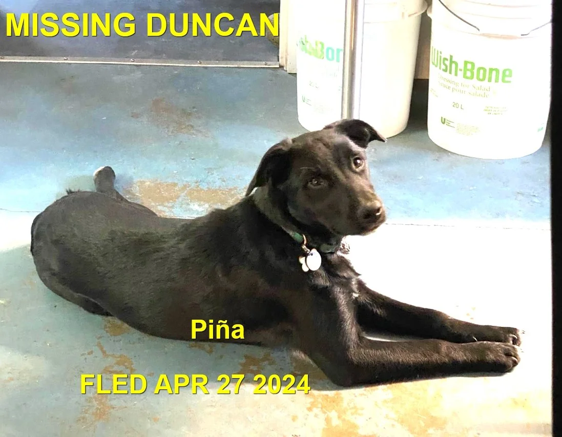 HAPPY ENDINGS - DUNCAN BC / PINI / APRIL 27, 2024