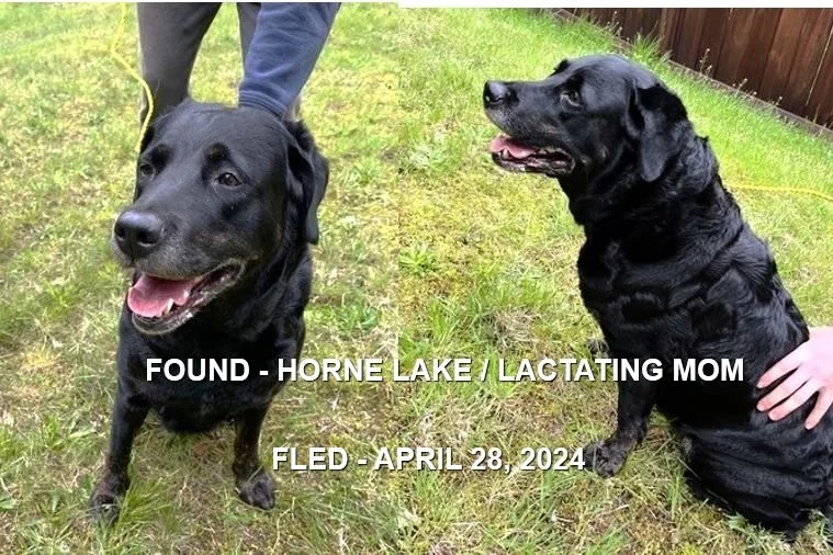 GONE TO SHELTER - HORNE LAKE BC. / APRIL 28, 2024