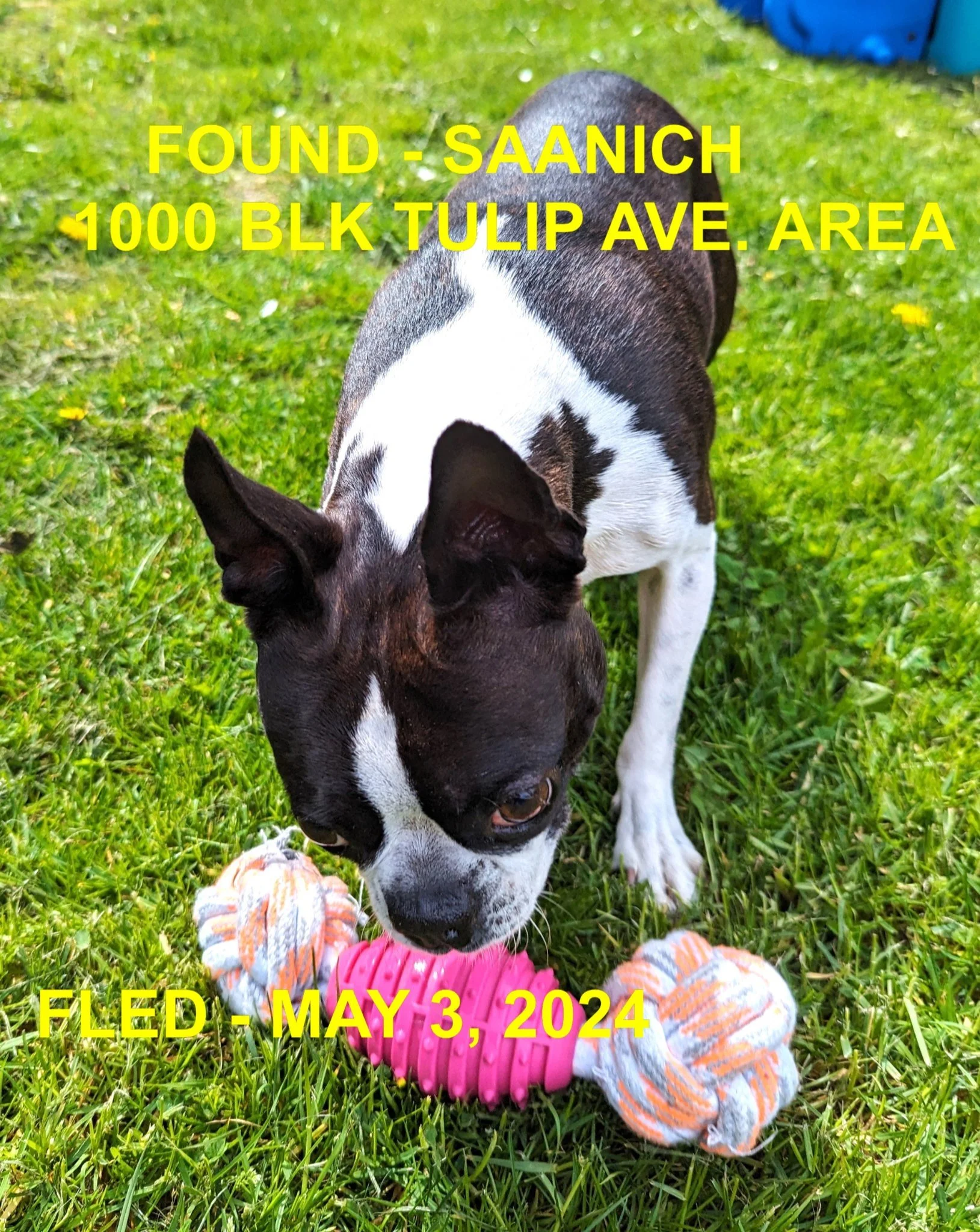 HAPPY ENDINGS - SAANICH BC. / WINNIE / MAY 3, 2024