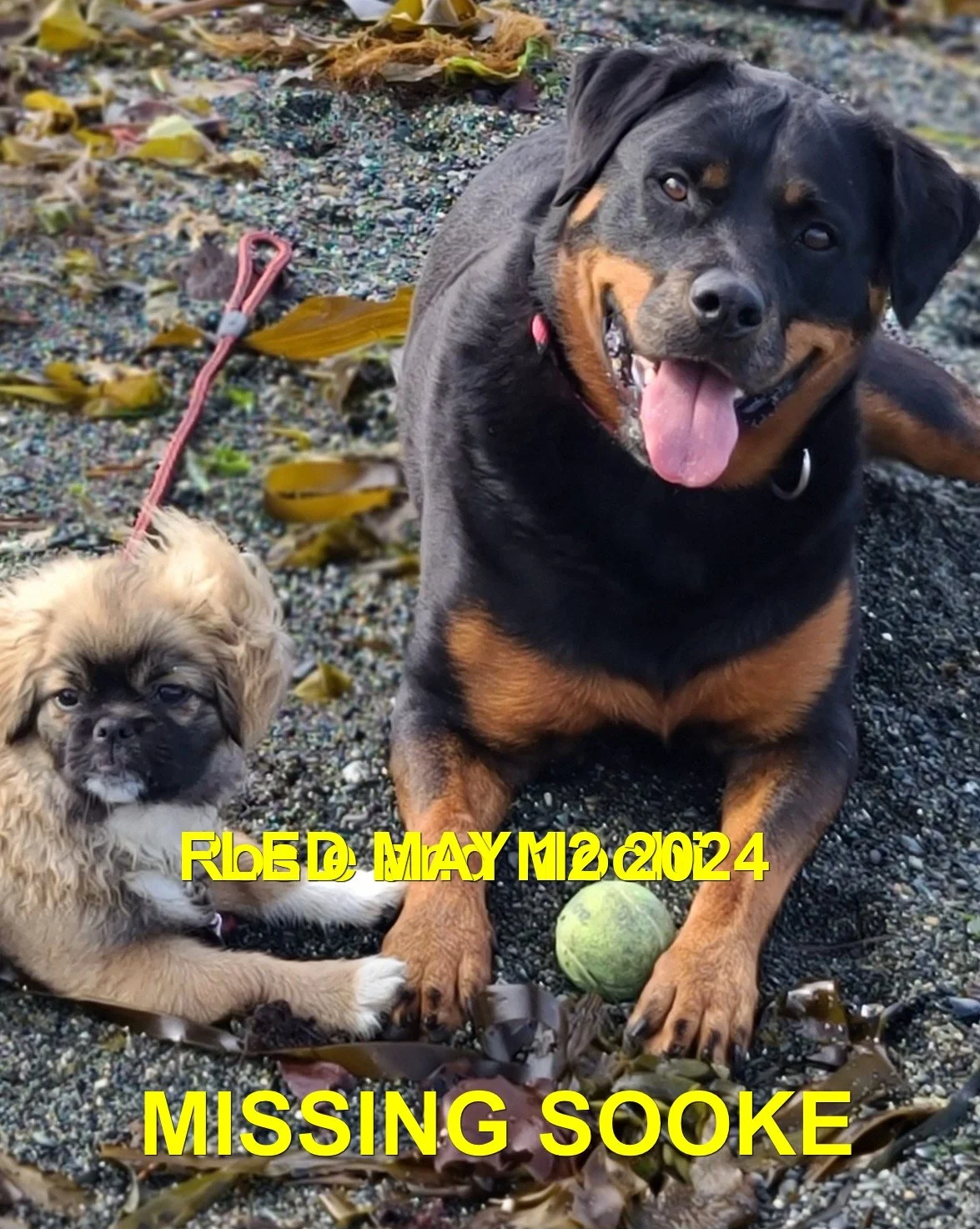 CAME HOME ON OWN - SOOKE BC. / ROSIE &amp; MOCHI / MAY 12, 2024