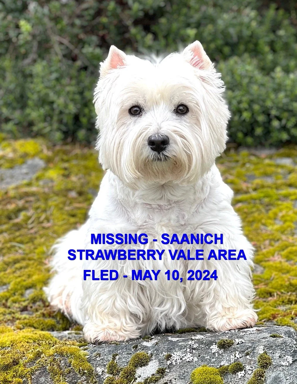 HAPPY ENDINGS - SAANICH BC. / PIPER / MAY 10, 2024