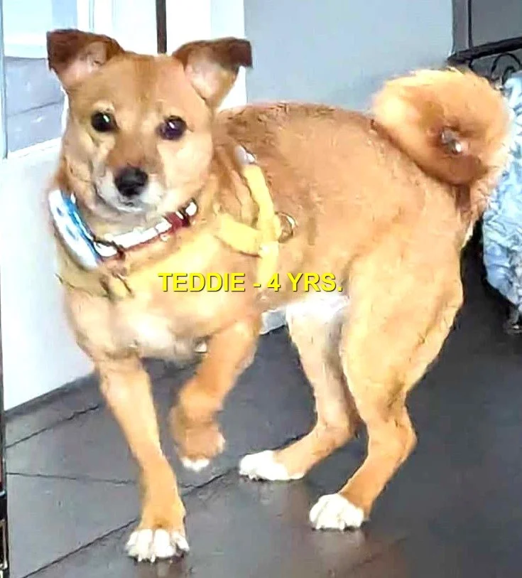 HAPPY ENDINGS - QUALICUM BEACH BC. / TEDDIE / MAY 8, 2024