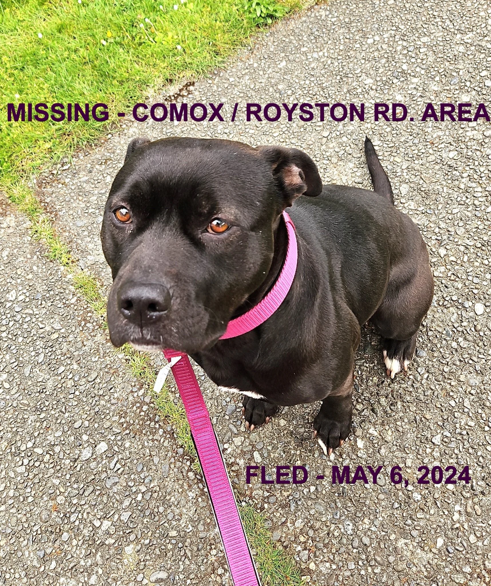 OVER THE RAINBOW BRIDGE - COMOX BC. / TAKAYA / MAY 6, 2024