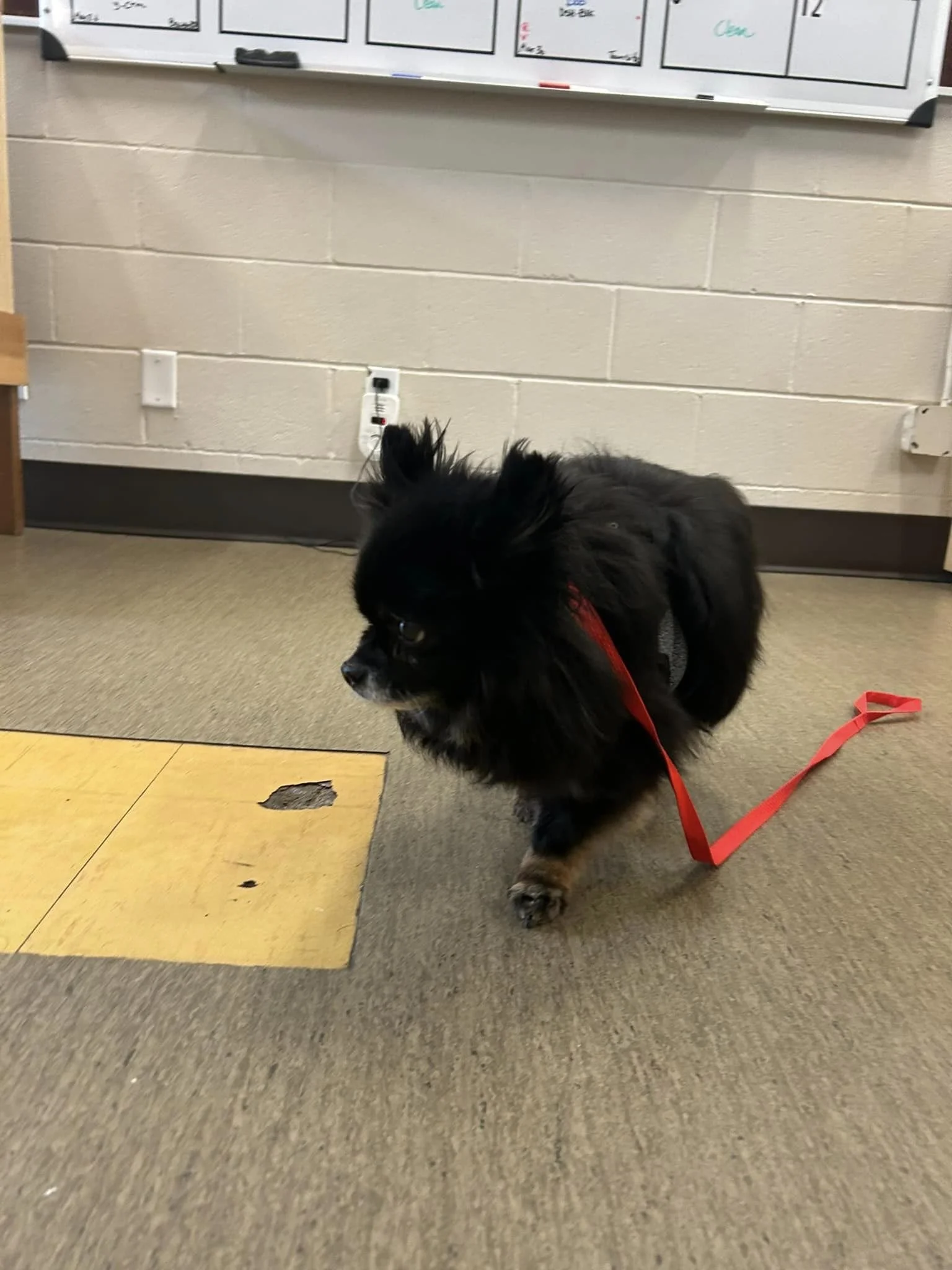 GONE TO SHELTER / HAPPY ENDINGS - NANAIMO BC. / MAY 7, 2024