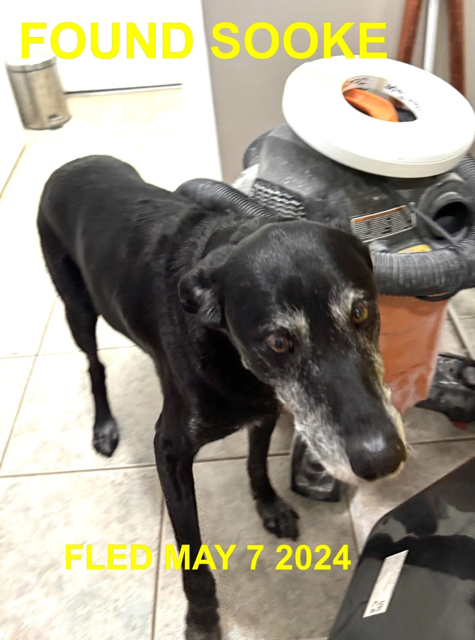 GONE TO SHELTER - SOOKE BC. / MAY 7, 2024