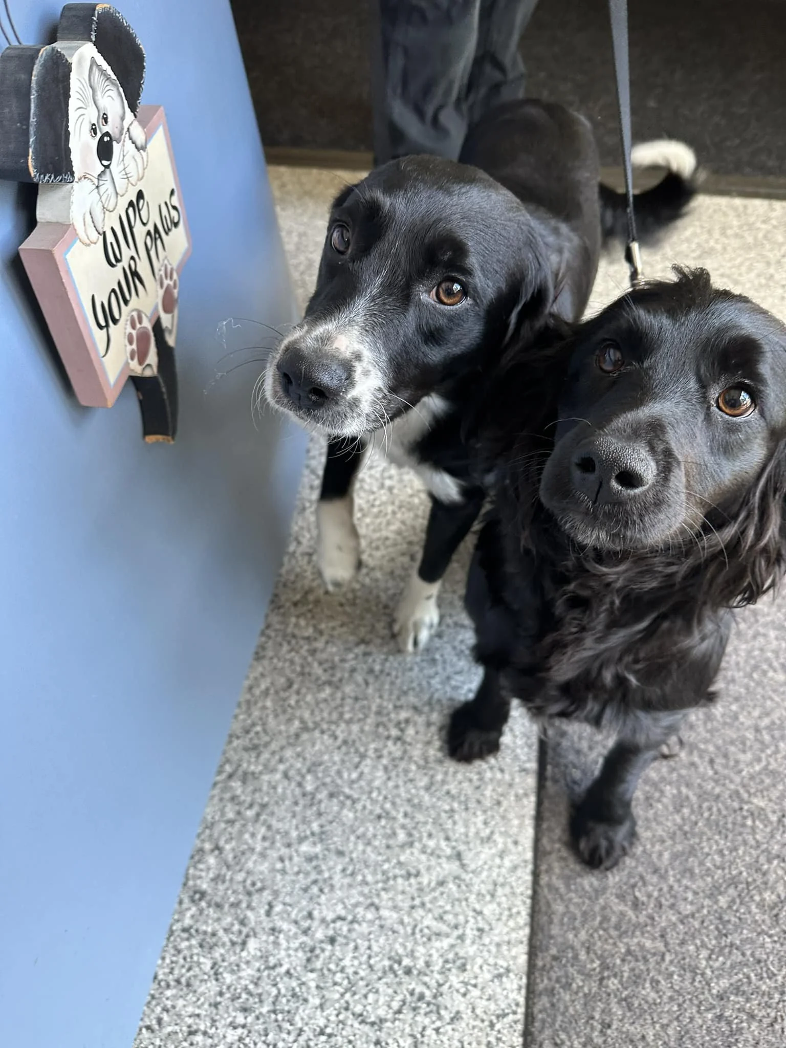 GONE TO SHELTER / HAPPY ENDINGS - LAKE COWICHAN BC. / MAY 6, 2024