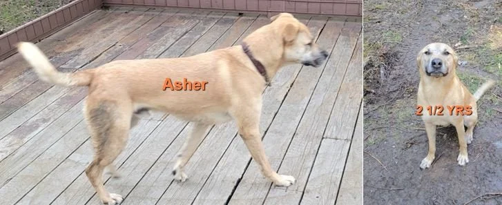 GONE TO SHELTER - HAPPY ENDINGS - SOOKE BC. / ASHER / MAY 5, 2024