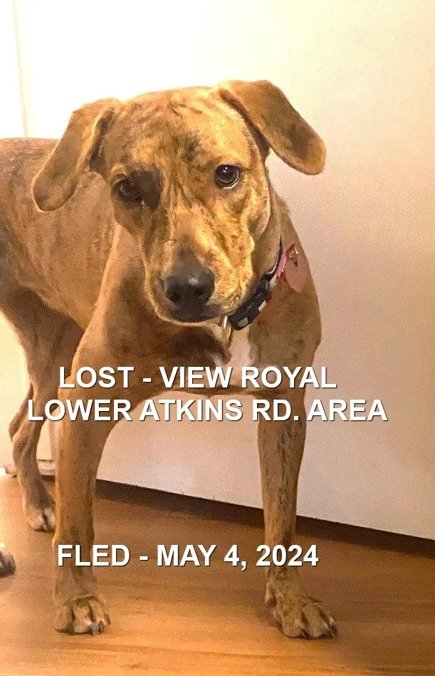 HAPPY ENDINGS - VIEW ROYAL BC. / ZOE / MAY 4, 2024