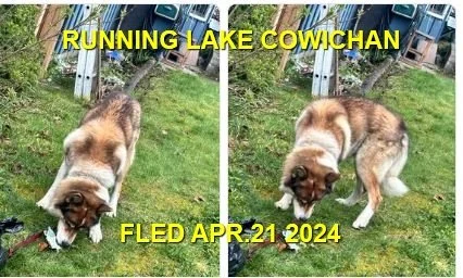 UNRESOLVED - LAKE COWICHAN BC. / APRIL 21, 2024