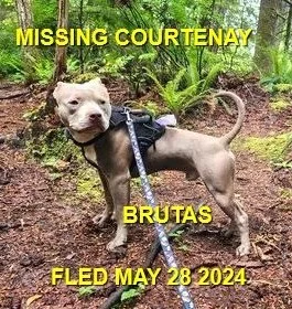 HAPPY ENDINGS - COURTENAY BC. / BURTAS / MAY 27, 2024