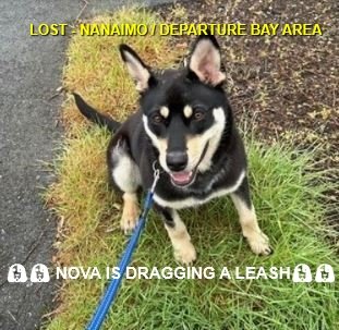HAPPY ENDINGS / WENT HOME ON HER OWN - NANAIMO BC. / NOVA / MAY 27, 2024