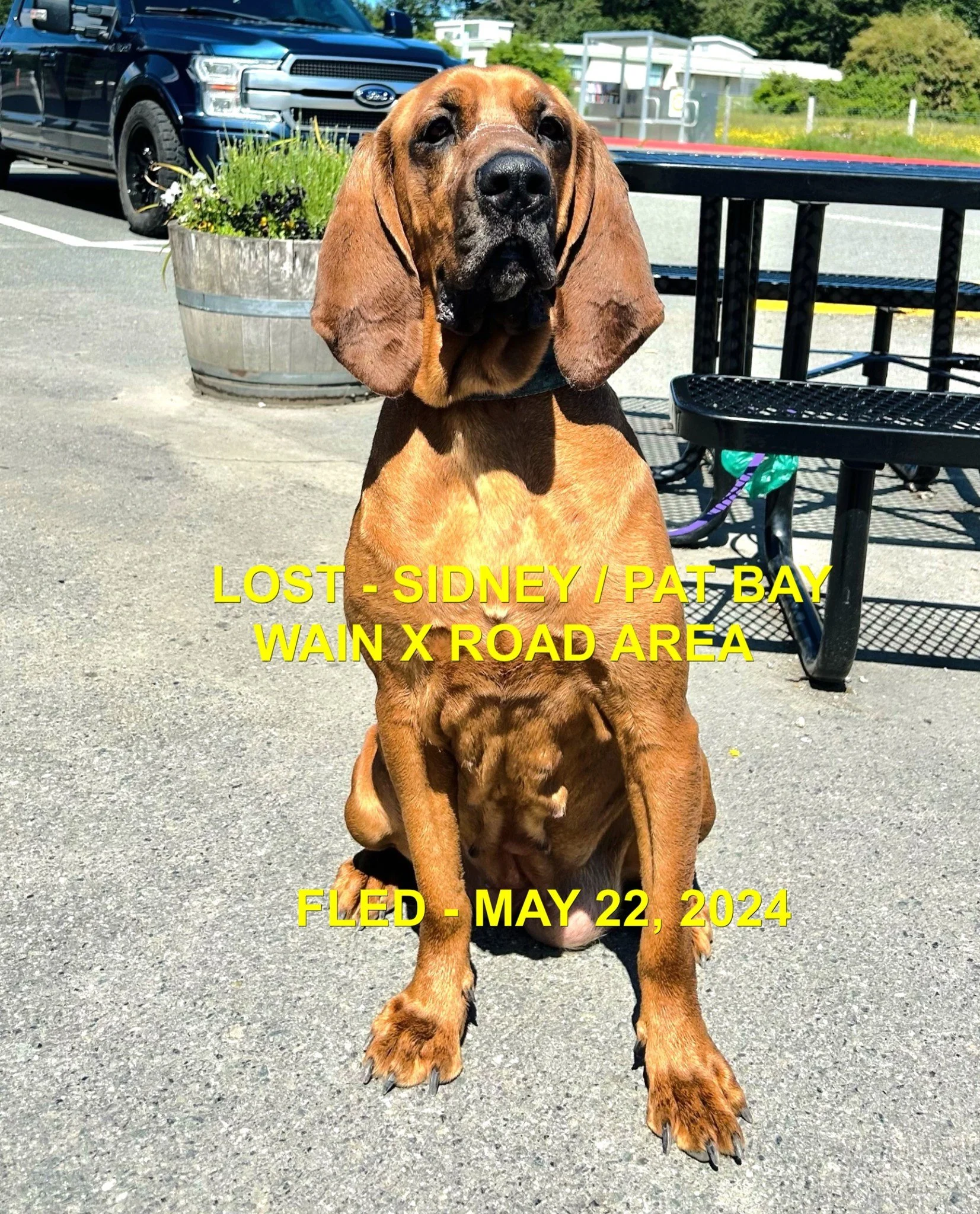 HAPPY ENDINGS - NORTH SAANICH BC. / LUCY / MAY 22, 2024