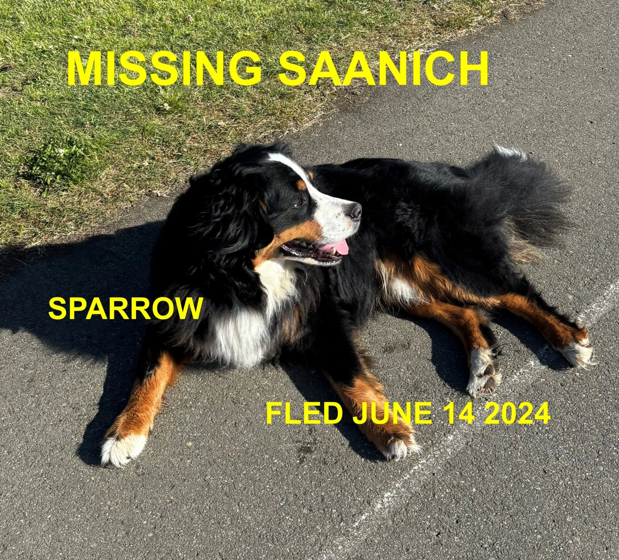 SHELTER / HAPPY ENDINGS - SAANICH BC / SPARROW / JUNE 14, 2024