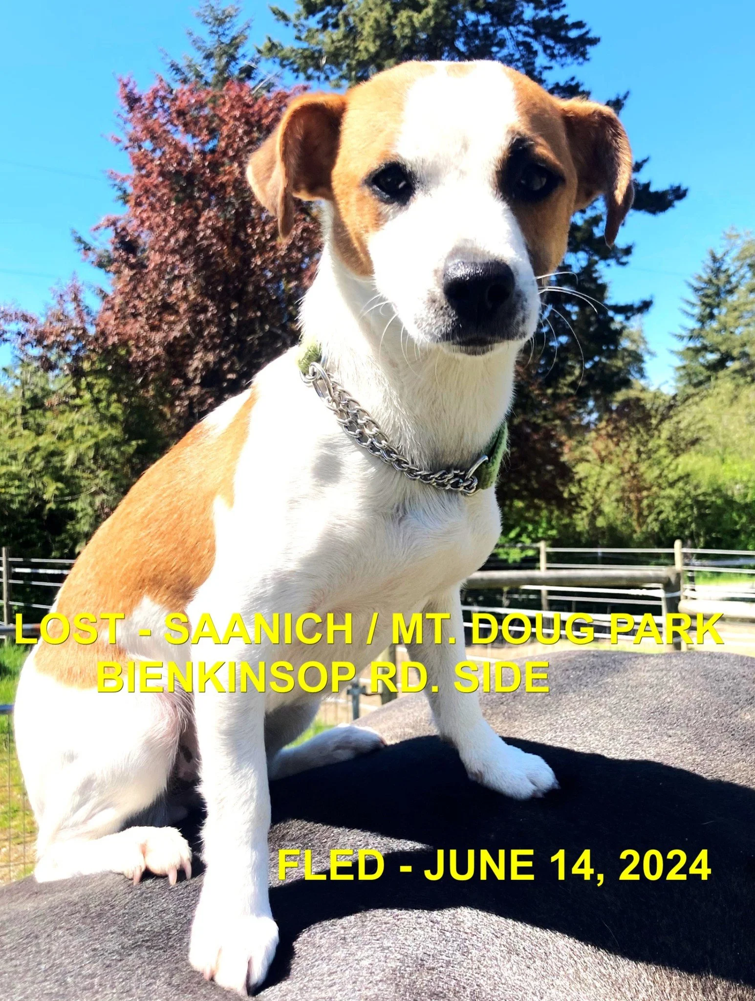 SHELTER -HAPPY ENDINGS - SAANICH BC / ZOE / JUNE 14, 2024