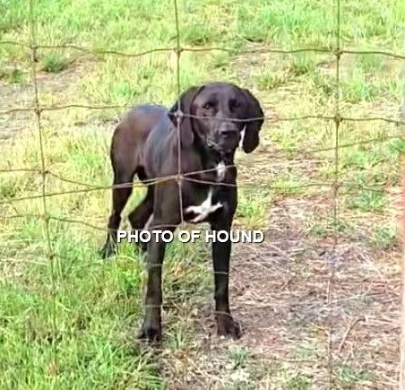 GONE TO SPCA SHELTER - NANAIMO BC / JUNE 14, 2024