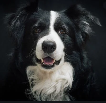 THIS IS PRINCESS - LANGFORD BC. / JUNE 11, 2024 - NEGLECTFUL OWNER