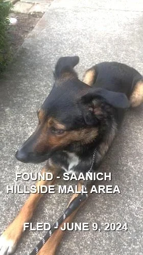 SHELTER CRD - SAANICH BC. / JUNE 9, 2024  