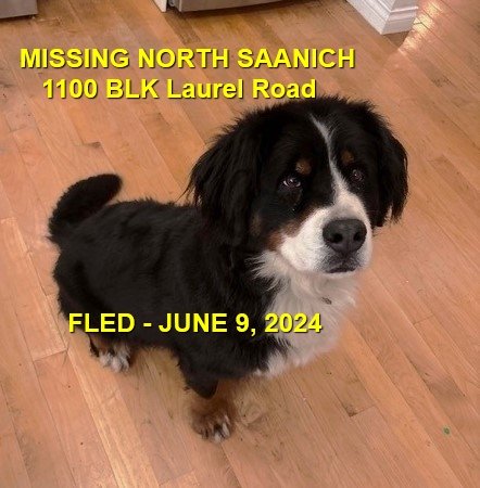 HAPPY ENDINGS - NORTH SAANICH BC. / RAVIN / JUNE 9, 2024