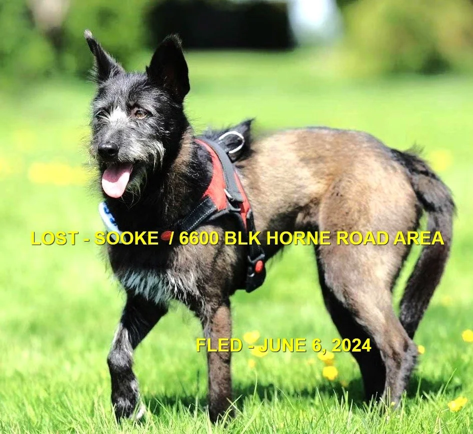 HAPPY ENDINGS - SOOKE BC. / FIG (VERY TOUGH CASE) / JUNE 6, 2024