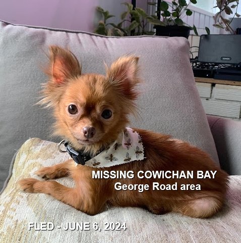 HAPPY ENDINGS - COWICHAN BAY BC. / PETUNIA / JUNE 6, 2024