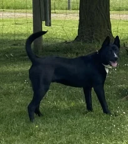 SHELTER - HAPPY ENDINGS - DUNCAN BC. / JUNE 5, 2024