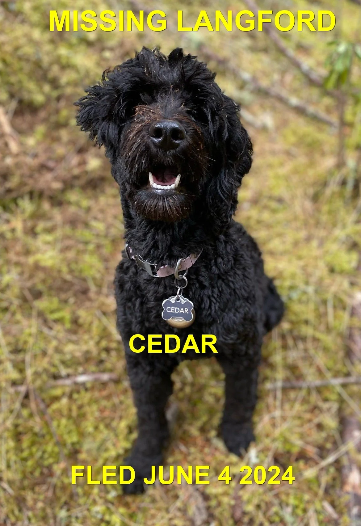 HAPPY ENDINGS -LANGFORD BC. / CEDAR / JUNE 4, 2024