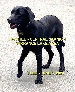 WENT HOME ON OWN - CENTRAL SAANICH BC. / JUNE 3, 2024