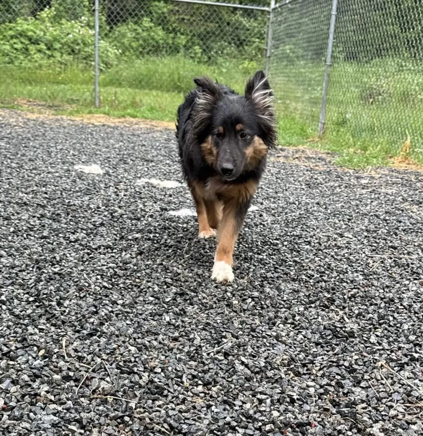 SHELTER / TRANSFERRED TO RESCUE - DUNCAN BC. / JUNE 3, 2024