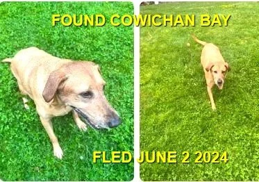 HAPPY ENDINGS - COWICHAN BAY BC. / RILEY / JUNE 2, 2024