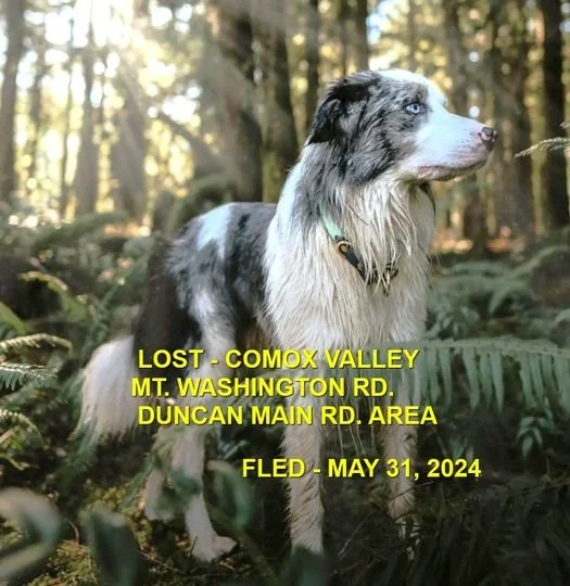 HAPPY ENDINGS - DUNCAN BC. / RIP / MAY 31, 2024