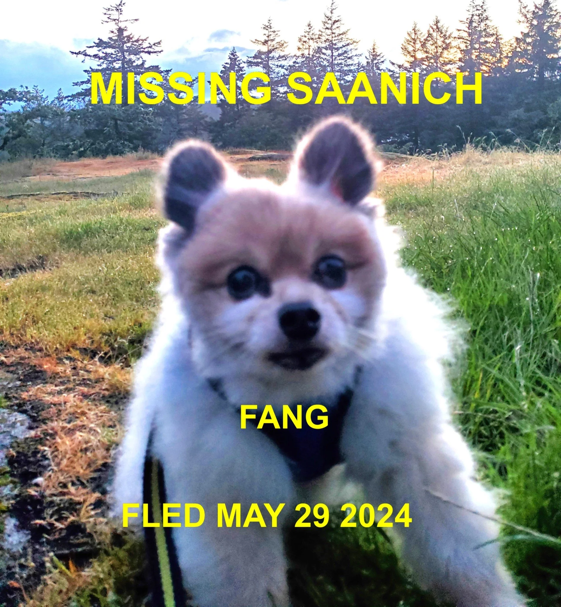 HAPPY ENDINGS - SAANICH BC. / FANG / MAY 29, 2024