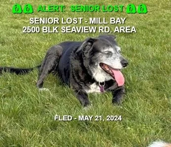 CAME HOME ON OWN - MILL BAY BC. / ARI / MAY 20, 2024