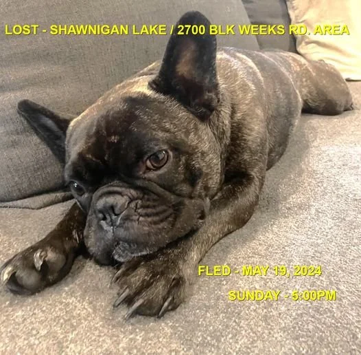 HAPPY ENDINGS - SHAWNIGAN LAKE BC. / WILEY / MAY 19, 2024