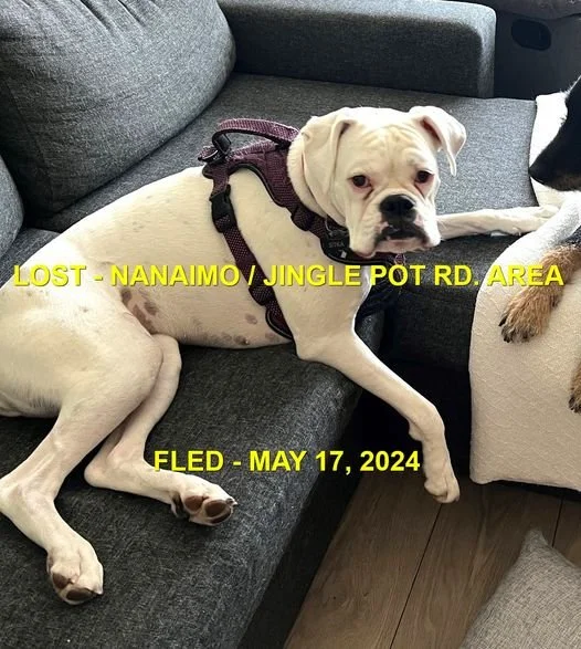 CAME HOME ON OWN - NANAIMO BC. / SITKA / MAY 17, 2024