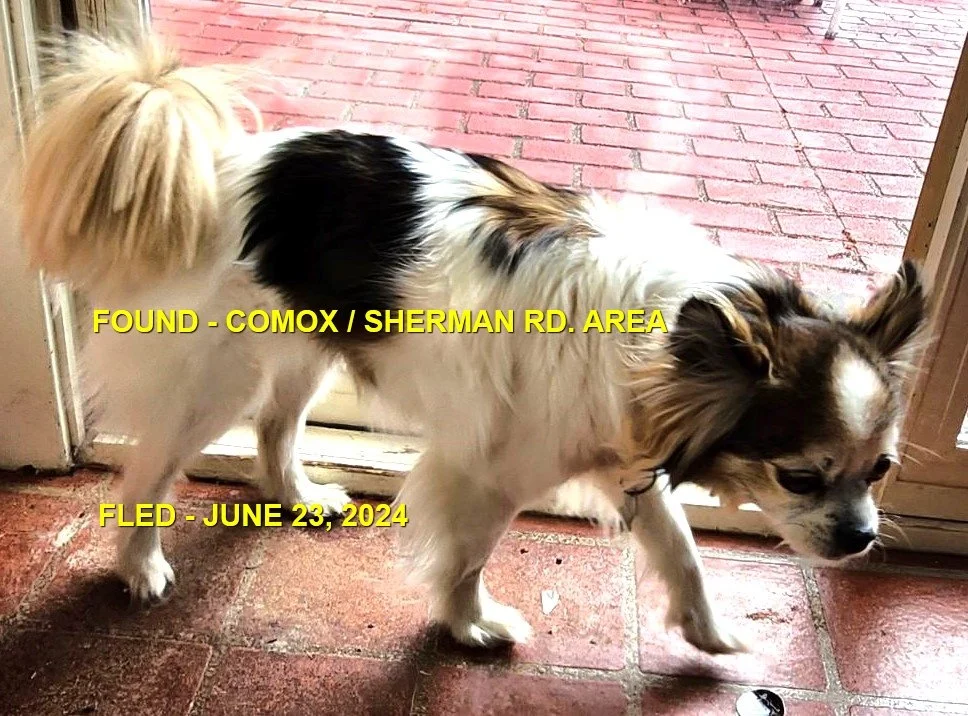 HAPPY ENDINGS - COMOX BC / JUNE 23, 2024