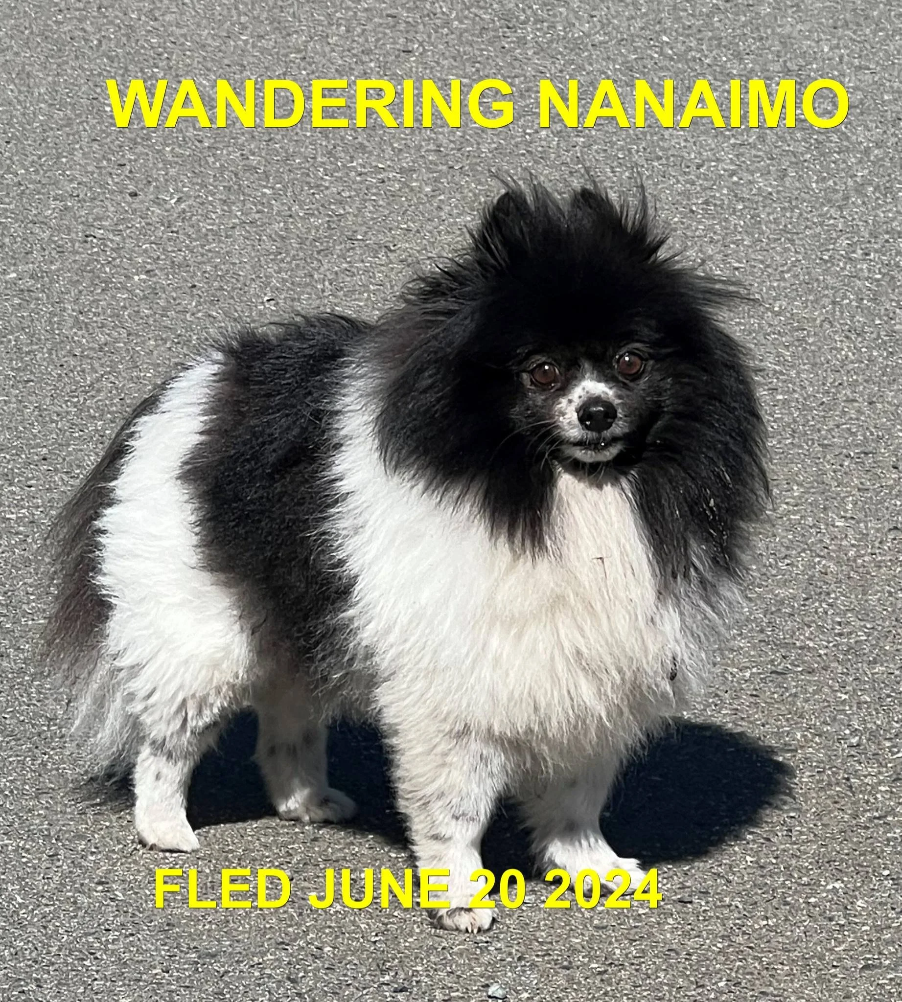 HAPPY ENDINGS - NANAIMO BC. / JUNE 20, 2024