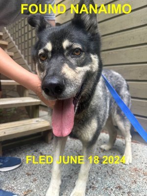 GONE TO SHELTER / HAPPY ENDINGS - NANAIMO BC. / JUNE 19, 2024