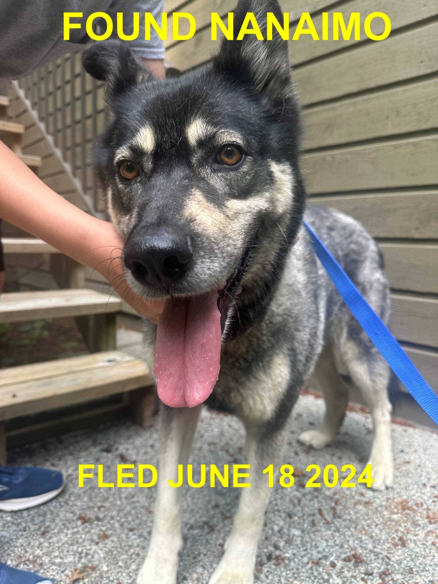 GONE TO SHELTER / HAPPY ENDINGS - NANAIMO BC. / JUNE 18, 2024