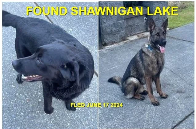 GONE TO SHELTER - SHAWNIGAN LAKE BC. / JUNE 17, 2024