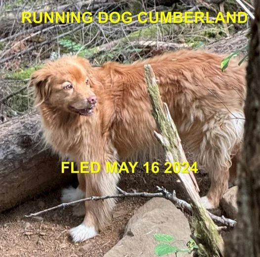 HAPPY ENDINGS - CUMBERLAND BC. / MAY 16, 2024